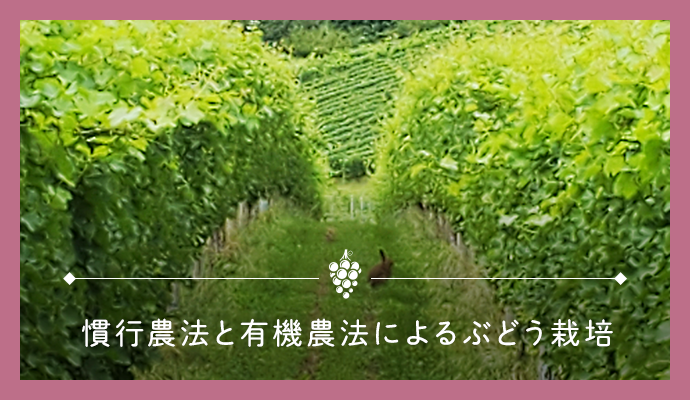 観光農法と有機農法によるぶどう栽培